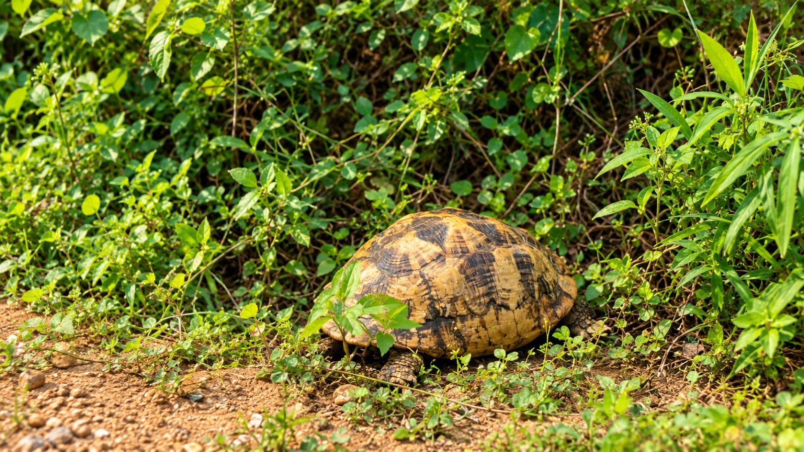 Sri Lankan Star Tortoise